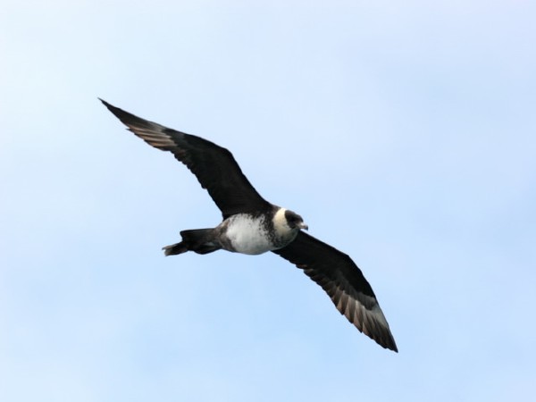 Pomarine Jaeger